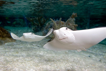 奥兰多海洋生物水族馆第 15 张图片