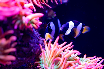 西澳大利亚水族馆第 6 张图片