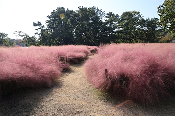 大阪市立长居植物园第 17 张图片