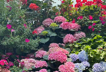 新加坡滨海湾花园第 490 张图片