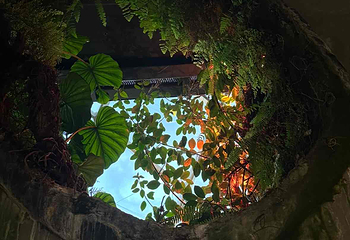 新加坡滨海湾花园第 269 张图片