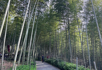天目湖南山竹海第 141 张图片