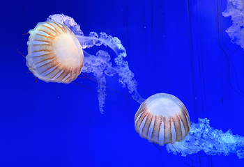 上海海洋水族馆第 46 张图片
