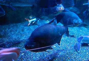 釜山SEA LIFE水族馆第 48 张图片