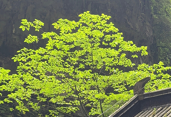 武隆天生三桥第 138 张图片