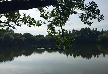 西湖风景名胜区第 505 张图片
