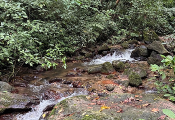 莫里热带雨林景区第 38 张图片