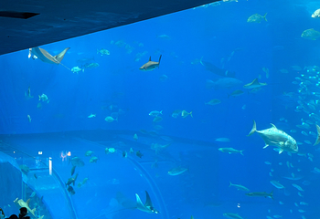 冲绳美丽海水族馆第 213 张图片