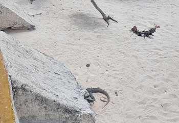 海豚海滩第 52 张图片