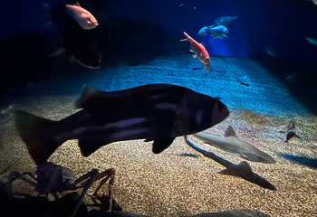 茨城县大洗水族馆第 7 张图片