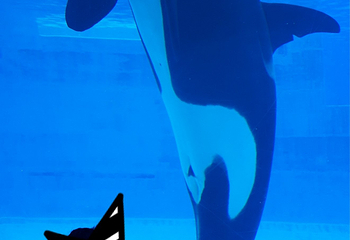 名古屋港水族馆第 29 张图片