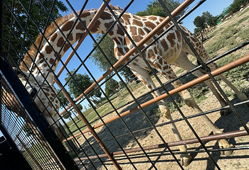 Safari Ravenna第 8 张图片