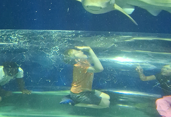 加拿大里普利水族馆第 21 张图片
