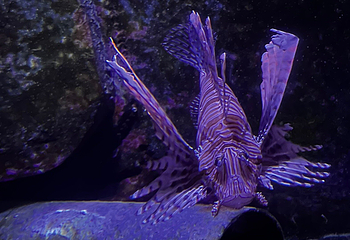 丹麦国立水族馆第 42 张图片