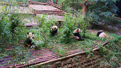 成都大熊猫繁育研究基地第 149 张图片