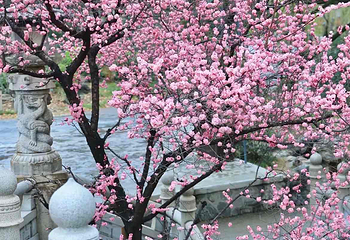 兴庆宫公园第 58 张图片