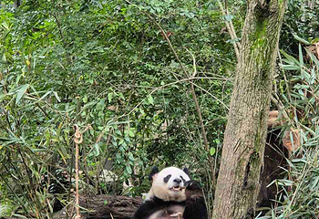 成都大熊猫繁育研究基地第 352 张图片