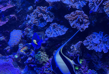 新加坡海洋生态馆第 174 张图片