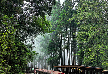 阿里山国家风景区第 23 张图片