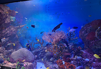 Sea Life COEX水族馆第 29 张图片