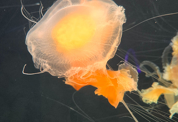 三亚亚特兰蒂斯失落的空间水族馆第 207 张图片