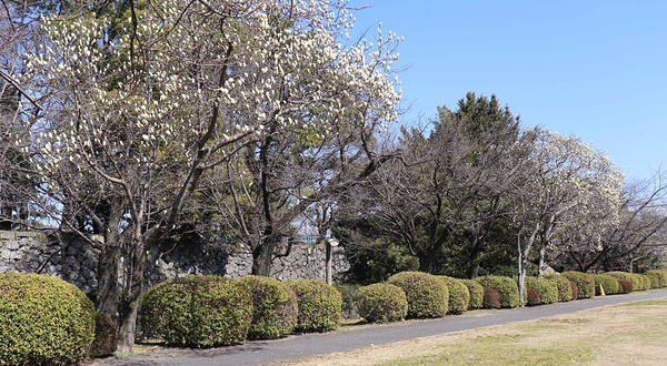 名古屋城二之丸庭园