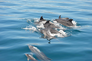 Dolphin Bay Golfinhos em Setúbal