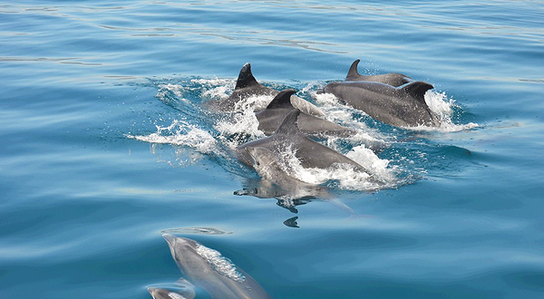 Dolphin Bay Golfinhos em Setúbal