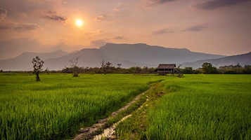Rice Field Trail