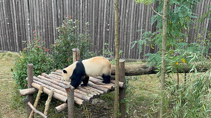 成都大熊猫繁育研究基地第 177 张图片