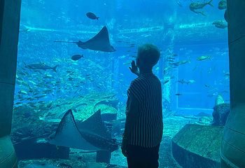 墨尔本水族馆第 43 张图片