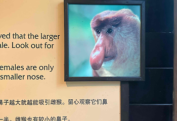 新加坡动物园第 206 张图片