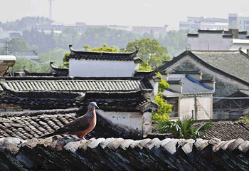 宏村景区第 486 张图片