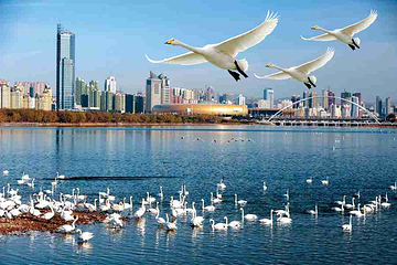 天鹅湖国家城市湿地公园第 7 张图片