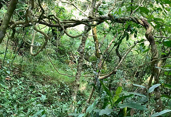 五指山水满河热带雨林风景区第 25 张图片