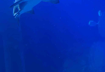 上海长风海洋世界第 58 张图片