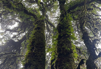 高黎贡山第 61 张图片