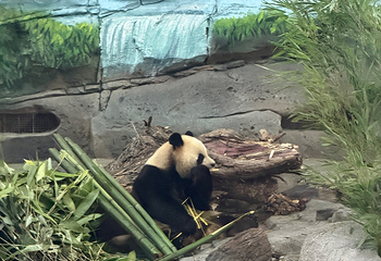 太阳岛大熊猫馆第 31 张图片