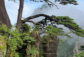 黄山风景区第 282 张图片