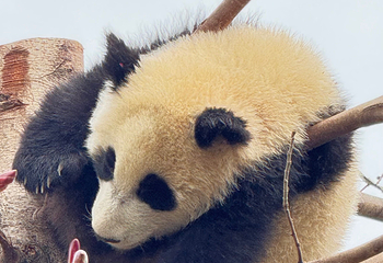 成都大熊猫繁育研究基地第 494 张图片