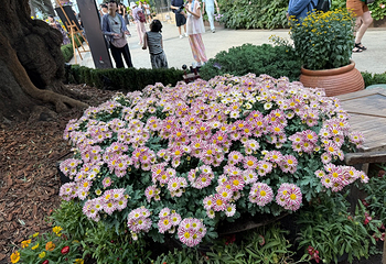 新加坡滨海湾花园第 488 张图片