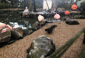 松江花鳥園第 13 张图片