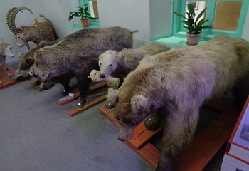 Karakol Historical Museum第 12 张图片