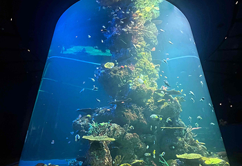 新加坡海洋生态馆第 167 张图片