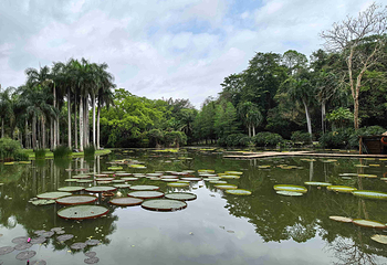 中国科学院西双版纳热带植物园第 80 张图片