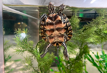 奥杜邦美洲水族馆第 11 张图片