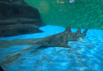 上海海洋水族馆第 174 张图片