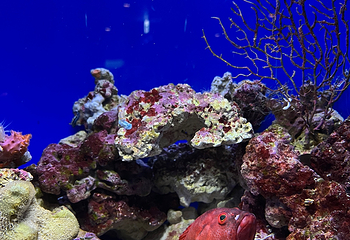 冲绳美丽海水族馆第 116 张图片