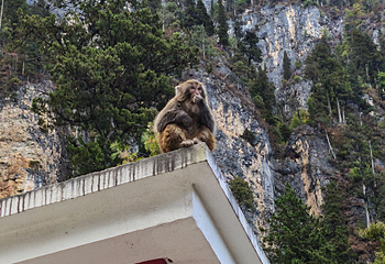 香格里拉巴拉格宗风景名胜区第 185 张图片