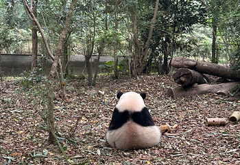 成都大熊猫繁育研究基地第 381 张图片